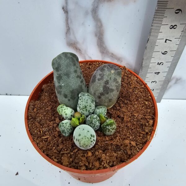 ADROMISCHUS COOPERI