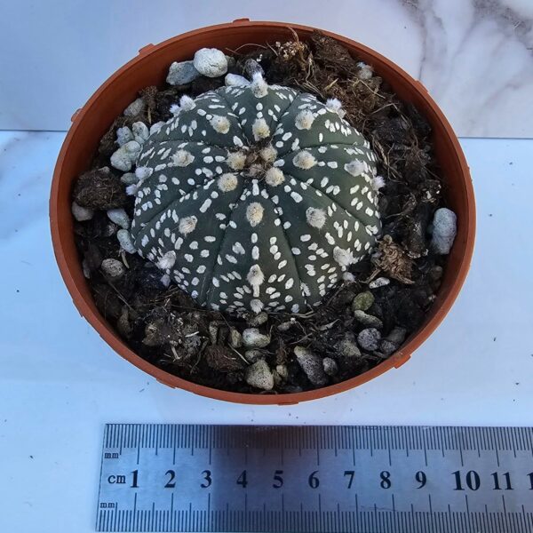 ASTROPHYTUM ASTERIAS