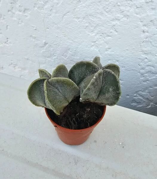 ASTROPHYTUM MYRIOSTIGMA