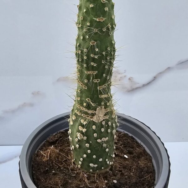 CLEISTOCACTUS JUJUYENSIS F. MONSTRUOSUS