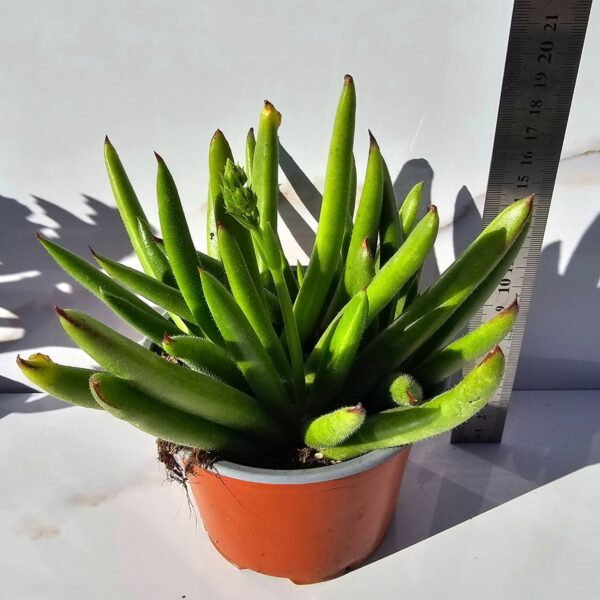 COTYLEDON ORBICULATA FLANAGANI