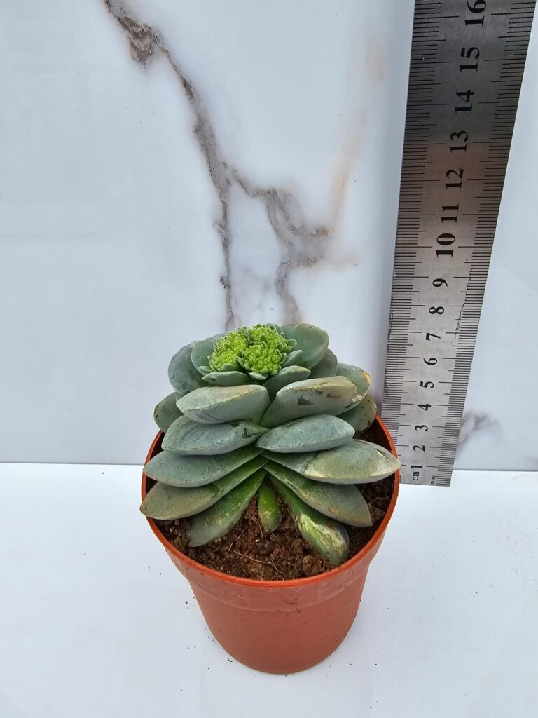 CRASSULA SPRING FROST