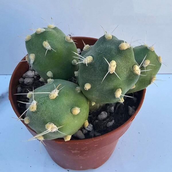 CUMULOPUNTIA ESFERICA