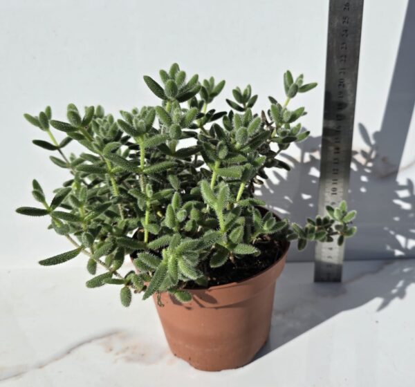 DELOSPERMA ECHINATUM