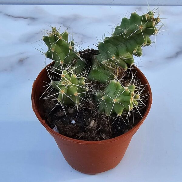 ECHINOCEREUS PENTALOPHUS