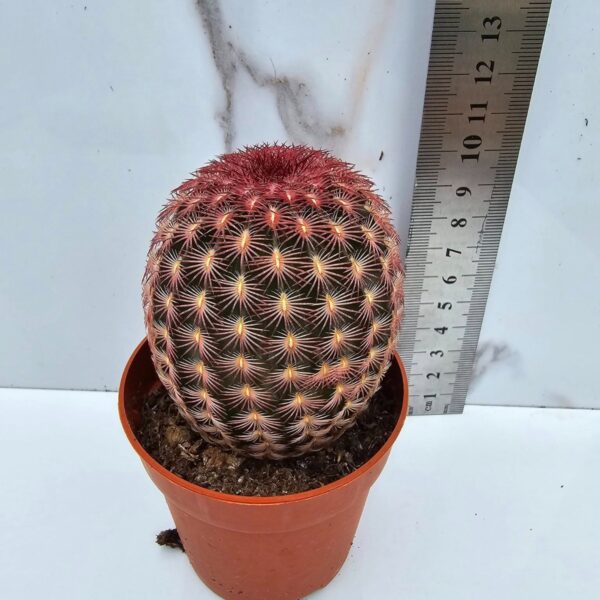 ECHINOCEREUS RIGIDISSIMUS