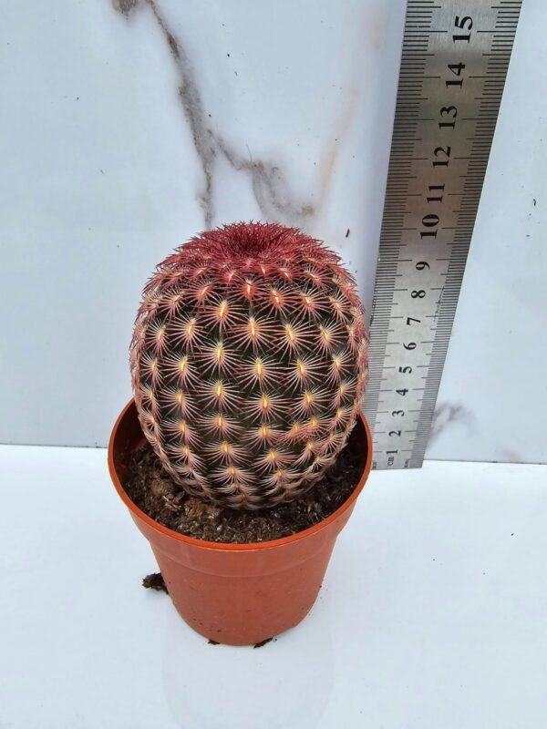 Echinocereus rigidissimus
