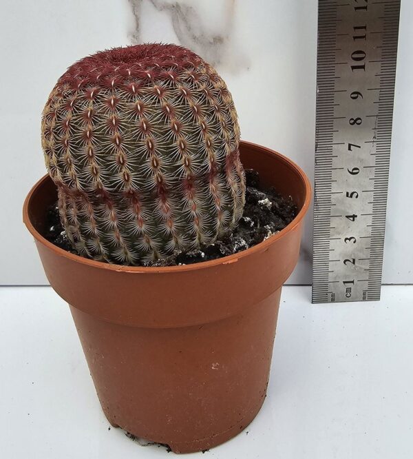 Echinocereus rigidissimus - Imagen 2