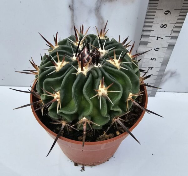 ECHINOFOSSULOCACTUS PENTACANTHUS