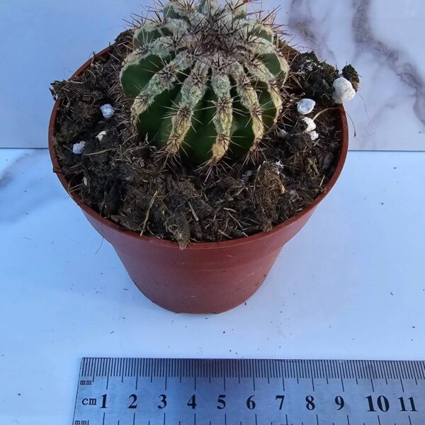 ECHINOPSIS HAKU-JO