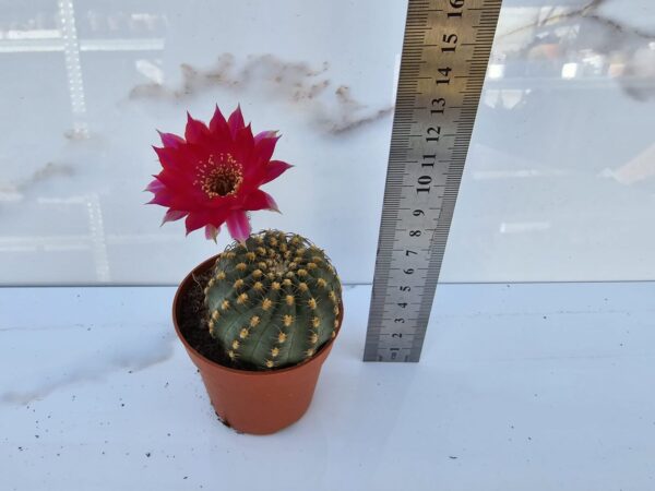 Echinopsis tubiflora