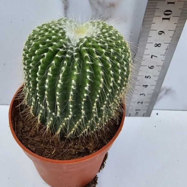 ERIOCACTUS LENINGHAUSII .INTERMEDIUS