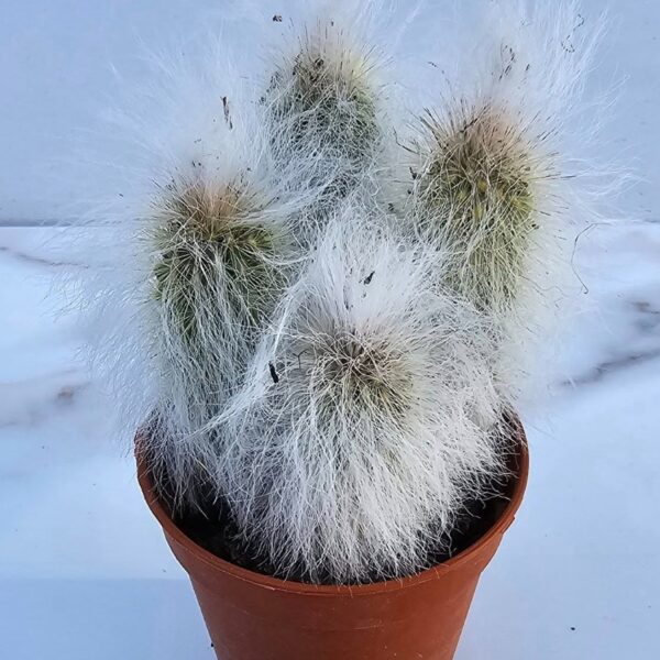 ESPOSTOA LANATA