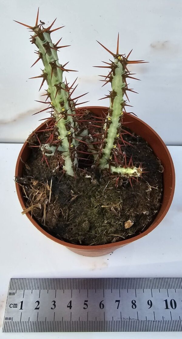 Euphorbia aeruginosa