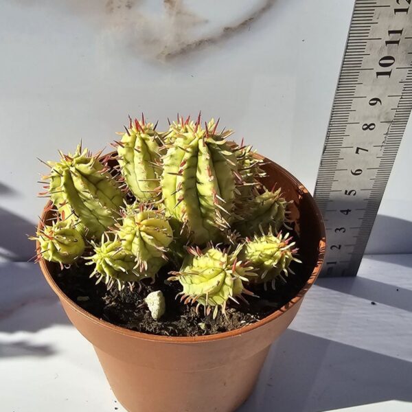 EUPHORBIA AGREGATA VARIEGATA