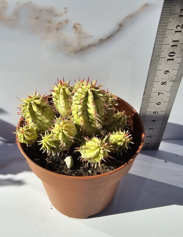 Euphorbia agregata variegata