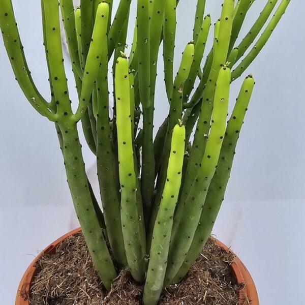 EUPHORBIA ALLUAUDII