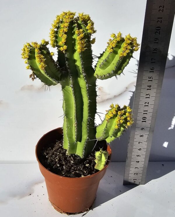 Euphorbia fruticosa