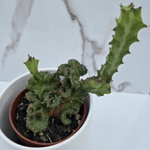 EUPHORBIA LACTEA CRISTATA