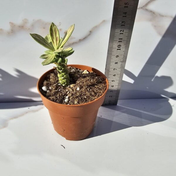 EUPHORBIA LUGARDIAE