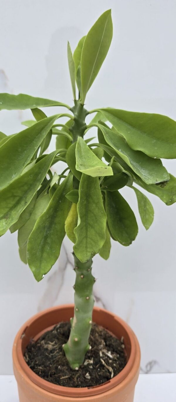 EUPHORBIA NERIIFOLIA