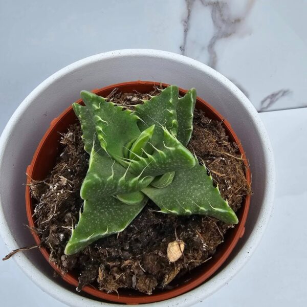 FAUCARIA TIGRINA