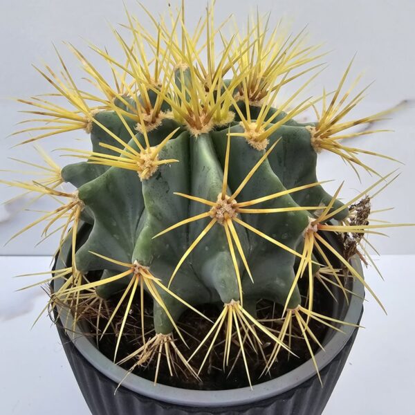 FEROCACTUS GLAUCESCENS LONGISPINUS