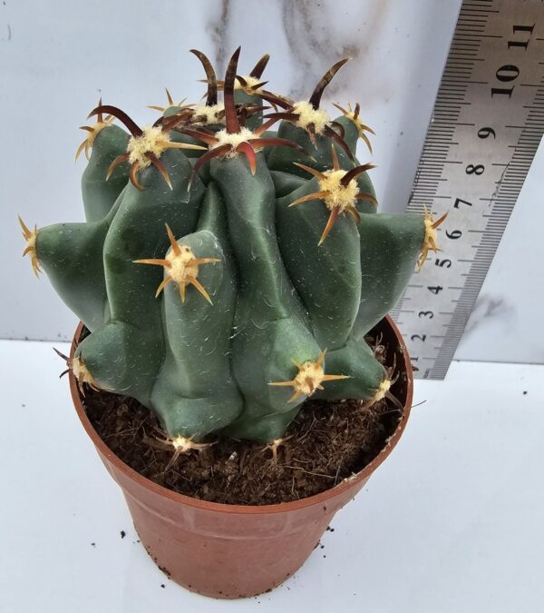 Ferocactus horridus brevispinus