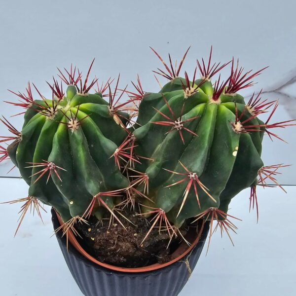FEROCACTUS PILOSUS