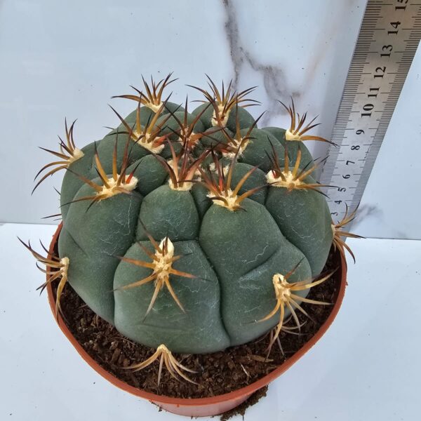 GYMNOCALYCIUM PFLANZII