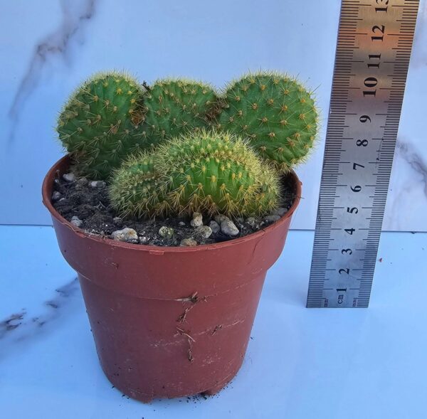 HILDEWINTERIA AUREISPINA CRISTATA