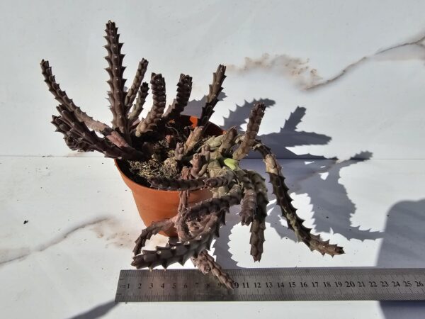 HUERNIA VOLKARTII REPENS