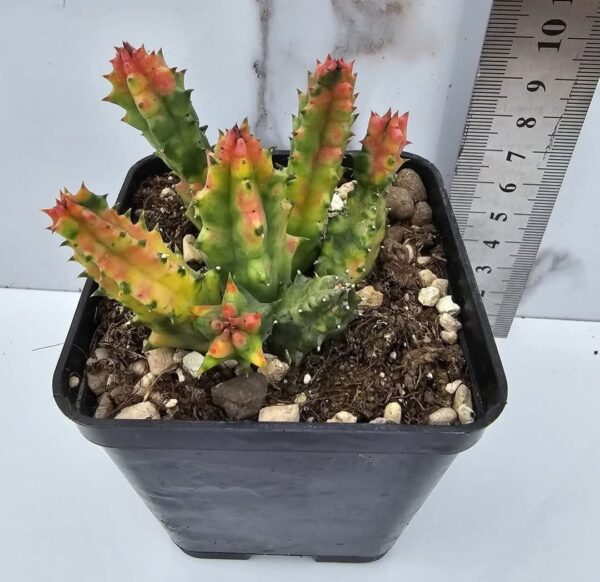 HUERNIA ZEBRINA VARIEGATA