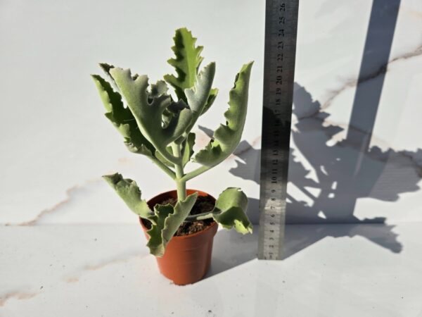 Kalanchoe Beharensis