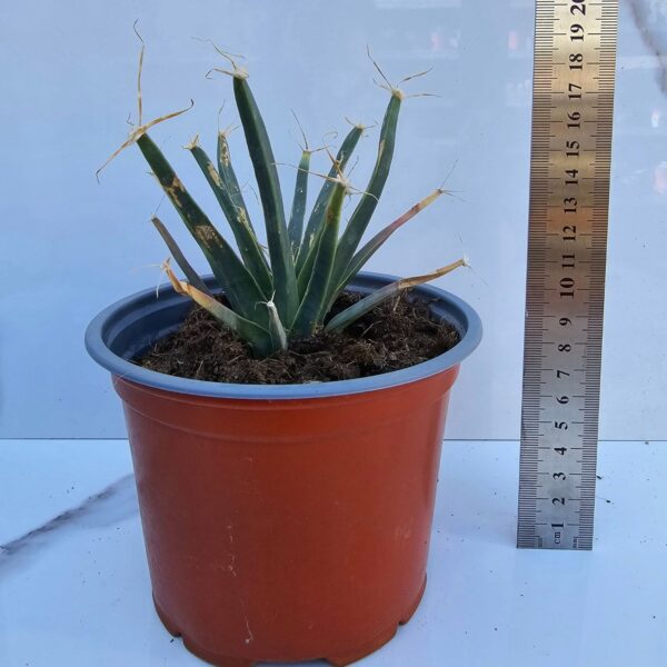 LEUCHTENBERGIA PRINCIPES