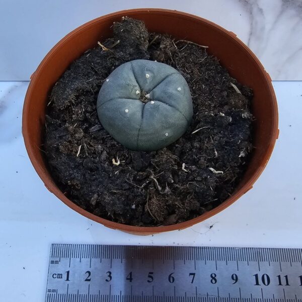 LOPHOPHORA WILLIAMSII