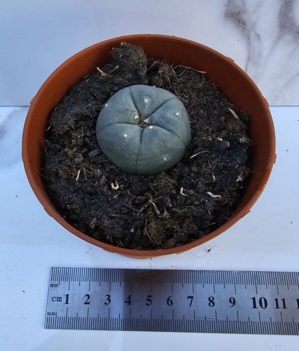 LOPHOPHORA WILLIAMSII