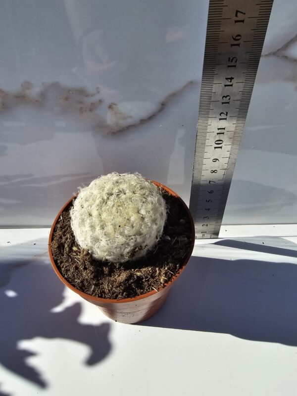 Mammillaria plumosa