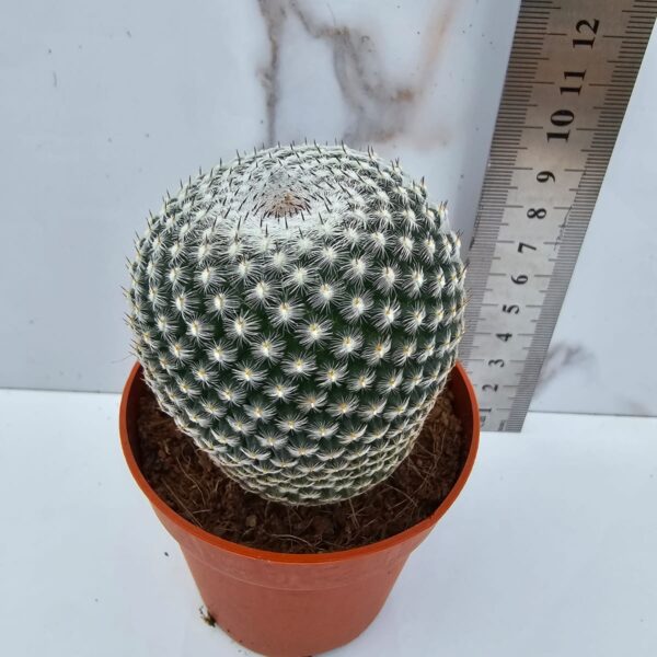 MAMMILLARIA PSEUDOPERBELLA