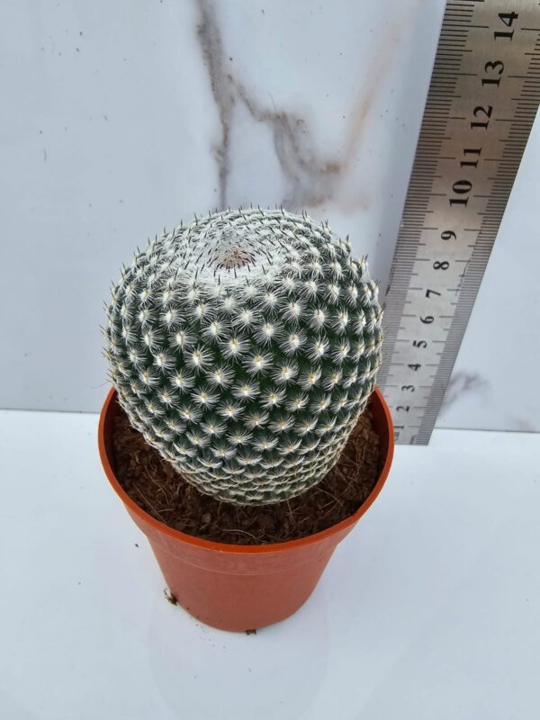 MAMMILLARIA PSEUDOPERBELLA