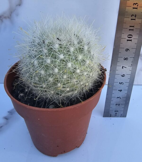 MAMMILLARIA SENILIS