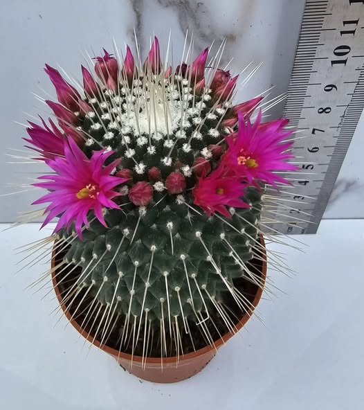 MAMMILLARIA SPINOSISSIMA UN PICO