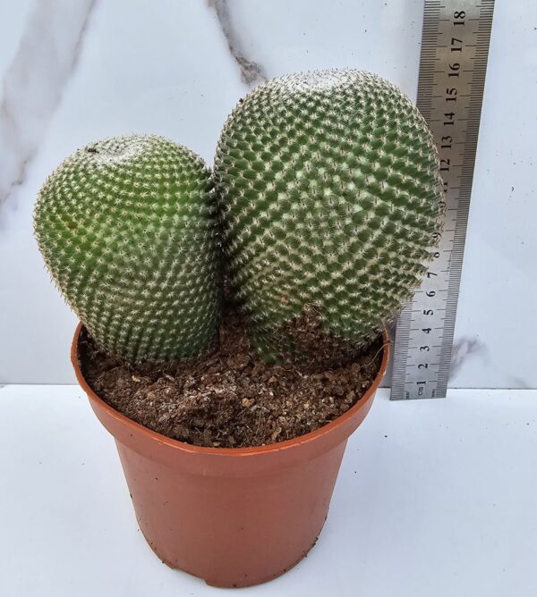 Mammillaria tlacocii
