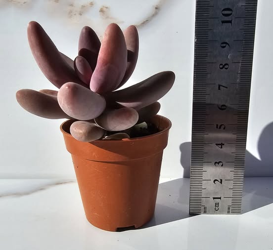 PACHYPHYTUM GHANZOU