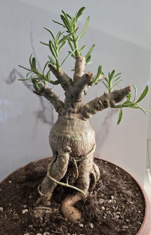 PACHYPODIUM BISPINOSUM