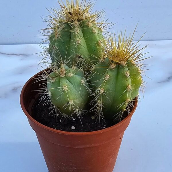 PILOSOCEREUS PACHYCLADUS