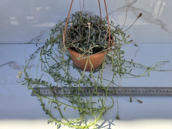 SENECIO PEREGRINUS LA BELLEZA NATURAL (PLANTA DELFIN)