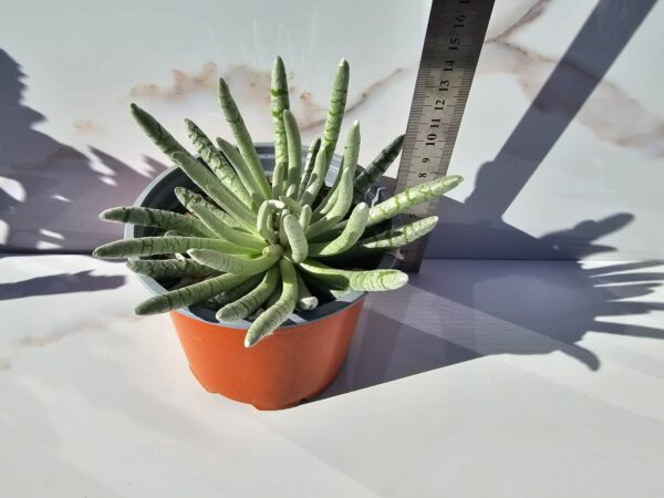 SENECIO SCAPOSUS