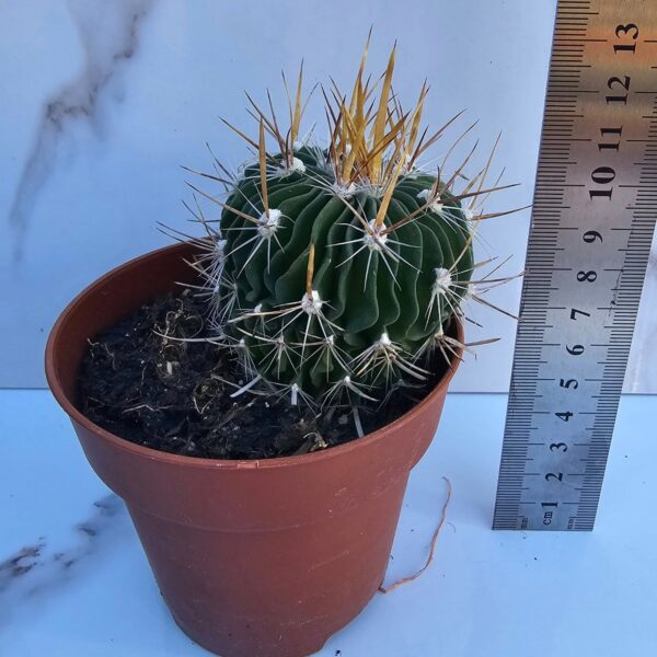 STENOCACTUS MULTICOSTATUS