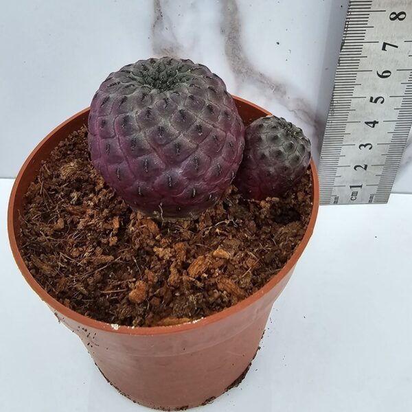 SULCOREBUTIA RAUSCHII .CLON